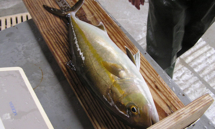 Un ejemplar de pez limón.