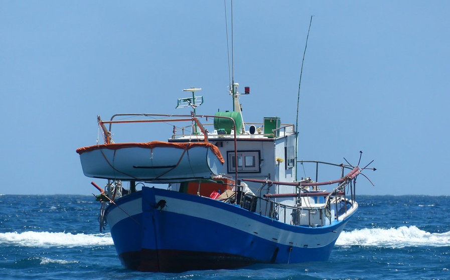 Profand certifica su pesquería de calamar y pota en la costa este de EEUU./Hans Braxmeier en Pixabay .