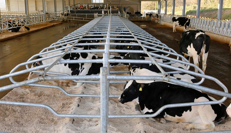 Arenas Q-Bed para el descanso de vacas en estabulación libre.