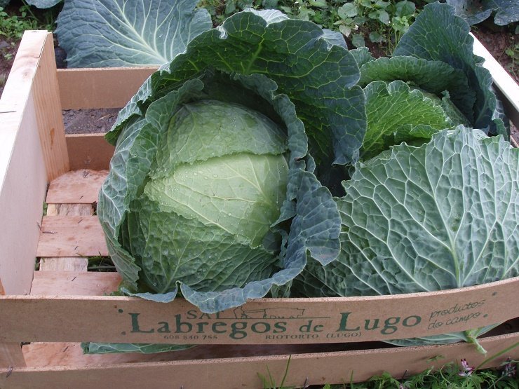 La cooperativa Labregos de Lugo suministrará verduras para los purés Galifresh.