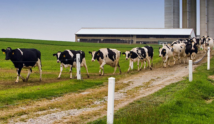 Preto dun terzo dos beneficiarios das axudas de Medio Rural corresponden ao sector lácteo.