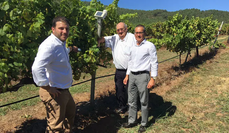 El presidente del Grupo Terras Gauda, José Mª Fonseca Moretón; el vicepresidente, Antón Fonseca Fernández, y el director enológico de la bodega, Emilio Rodríguez Canas, en un viñedo de la bodega.