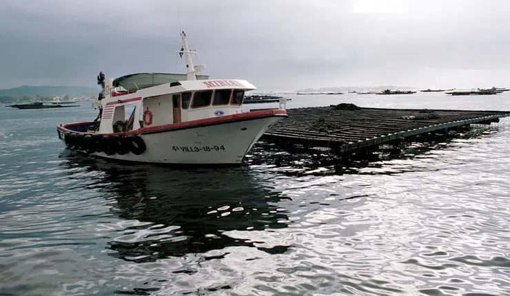 A Consellería do Mar destina preto de 18 millóns de euros a axudas no ámbito da acuicultura./YOLANDA.