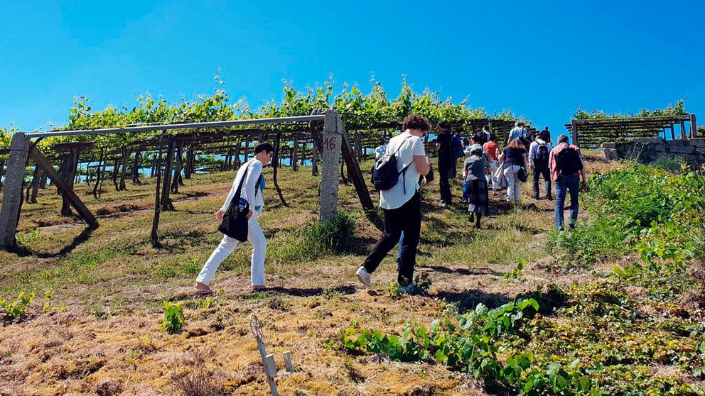 Prescriptores alemanes visitando uno de los viñedos de la D.O. Rías Baixas.