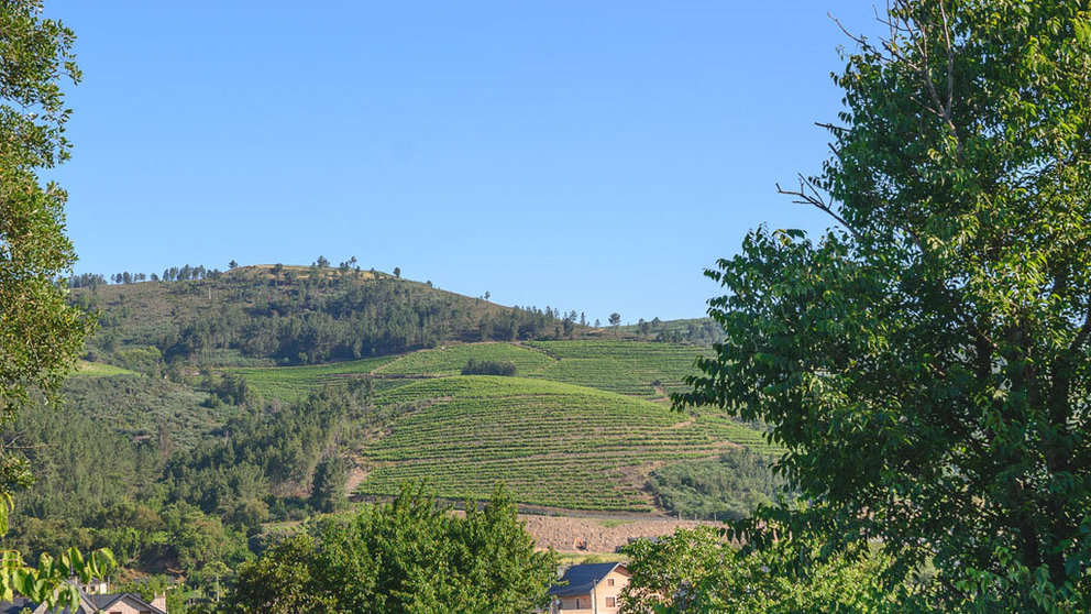 La bodega ha invertido en torno a 1 millón de euros en 16 hectáreas de nuevos viñedos en la Denominación de Origen Valdeorras.