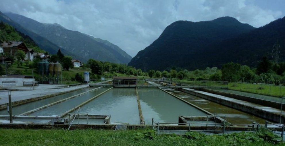 Anfaco-Cecopesca forma parte del proyecto GAIN, “Green Aquaculture Intensification in Europe”.