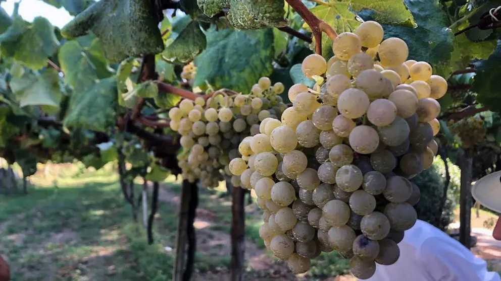 Los prescriptores visitaron viñedos de las tres subzonas de la D.O. Rías Baixas, a punto para la vendimia.