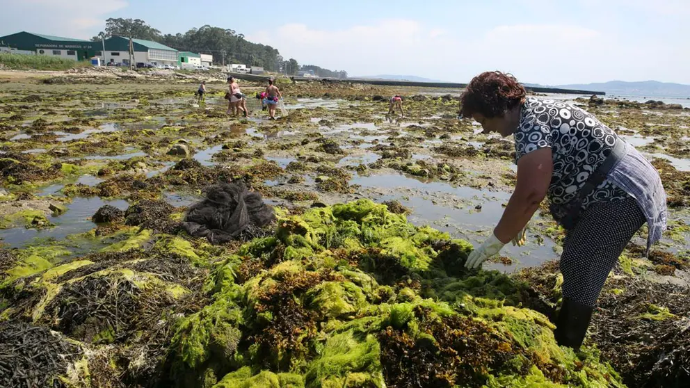 El proyecto promueve la investigación y la innovación en la explotación de las macroalgas en Galicia y Portugal./ALGALUP.