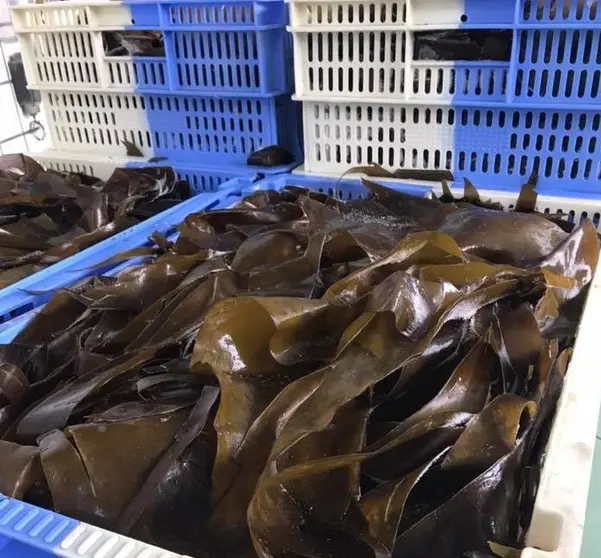 A empresa H.Q. Seaweed S.L., polo que introduciron novos procesos para a produción, comercialización e distribución de algas mariñas galegas.