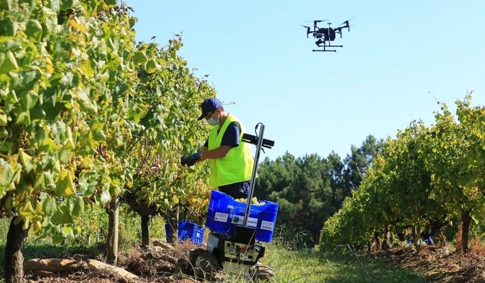 FlexiGrobots prevé el uso de drones de apoyo en la vendimia.