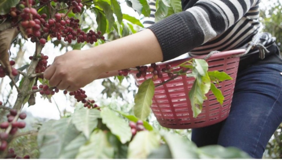 El café, de trato directo, es cultivado por una veintena de mujeres en Guatemala.