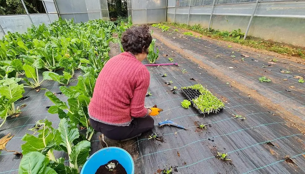 La compostelana Entrelampo comercializa sus productos de huerta con marca “Avoa Hortensia”.