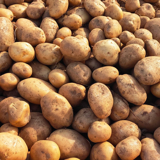 Máis de 6.000 kilos de pataca, da IXP Pataca de Galicia, esperan recollerse esta campaña.